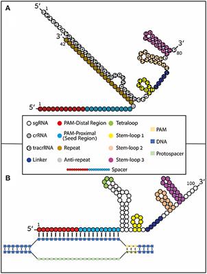 Using Synthetically Engineered Guide RNAs to Enhance CRISPR Genome Editing Systems in Mammalian Cells